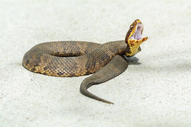 cottonmouth snake showing its cotton-colored mouth