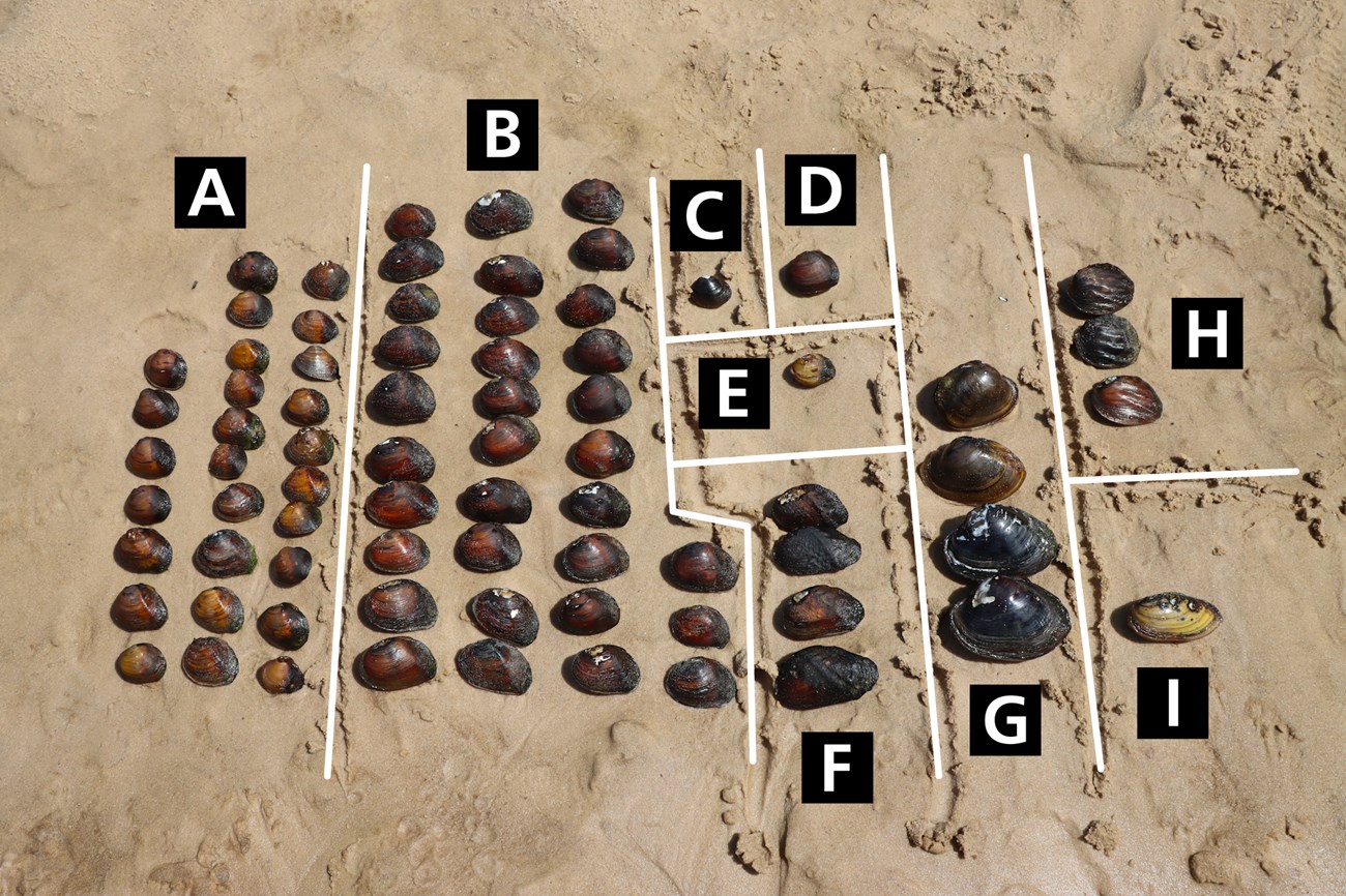 freshwater mussels of various sizes and colors ranging from black to light brown laid out on the sand, organized by species. Each species is labeled with a letter from A to I.