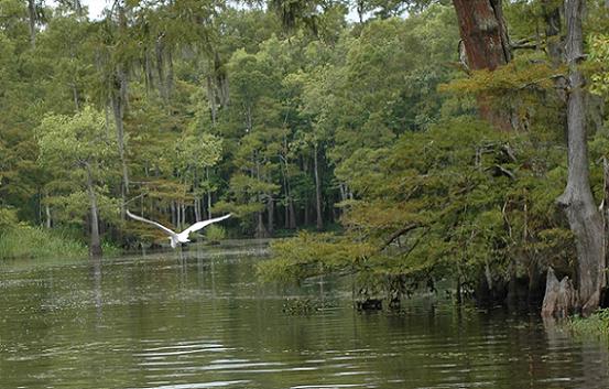 Big Thicket Waterway with Bird Big Thicket Waterway with Bird