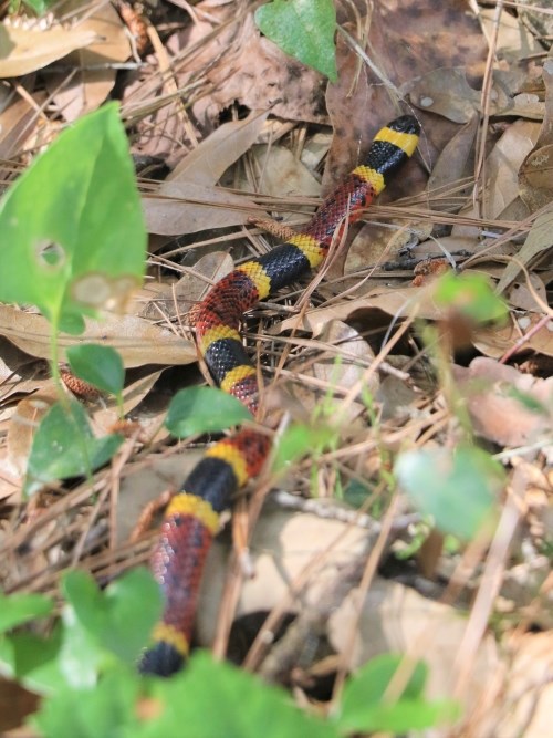 a black/yellow/red coral snake in the leaves on the forest floor
