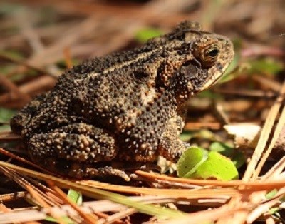Brown toad with tan stripes and covered with small bumps sits on pine needles and stares toward a leaf.