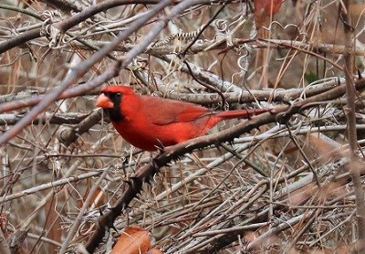 Bright red bird with a black face perches on a thin tree branch surrounded by many other tangled, leafless branches.
