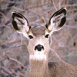 Mule Deer