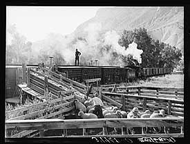 Loading lambs on railway. Photo by Russell Lee.