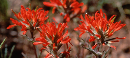 Indian Paintbrush