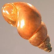 New Zealand mudsnail