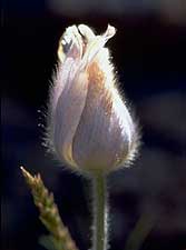 pasqueflower
