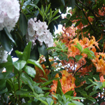 Flame Azalea and Mountain Laurel in spring.