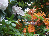 Mountain laurel and flame azalea along the Parkway.