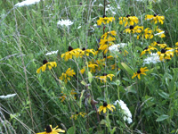 SUMMERBLOOMS