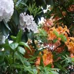 Flame Azalea and Mountain Laurel
