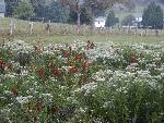 Fields of fall wildflowers