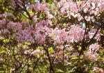 Pink Azalea along the Parkway