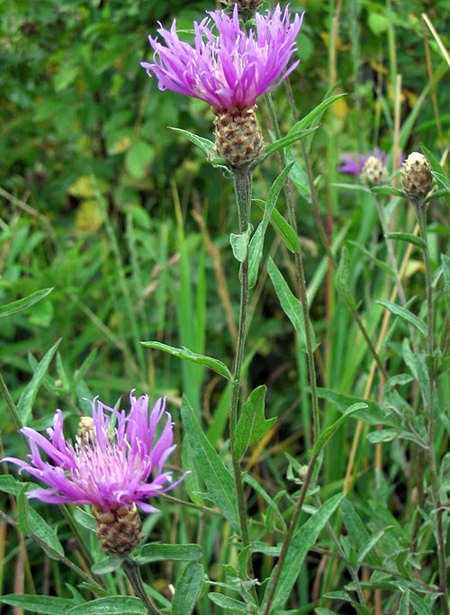 Two purple, non-native knapweed flowers surrounded by green vegetation by