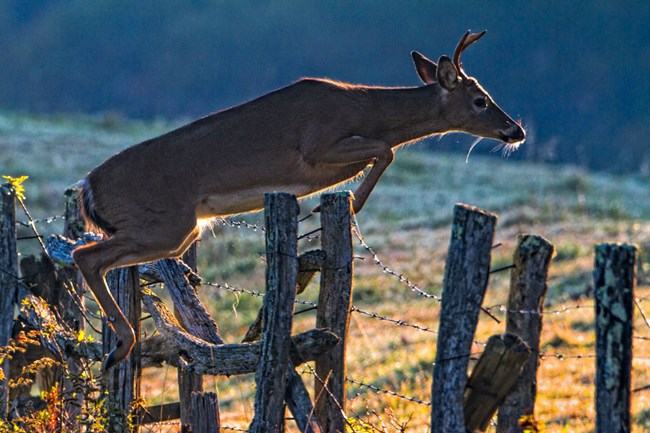 Deer jumping over wood fence along Parkway.