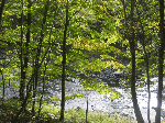 Bluestone River through the trees
