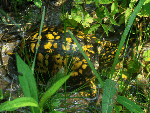 Eastern Box Turtle 