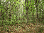 Lilly townsite
