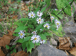 Asters along the Blueston