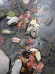 Fall leaves in the river