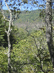 A view through the trees