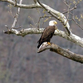 bald eagle perched in a tree