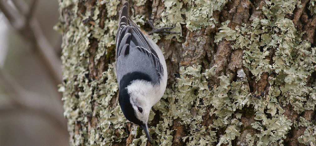 grey and white bird clinging to the bark of a tree