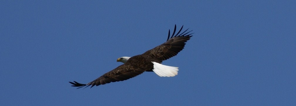 bald eagle soaring against a blue sky
