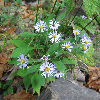 asters