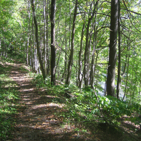 trail through riparian forest