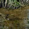 Northern Water Snake