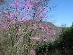 Redbud in bloom on the edge of the gorge