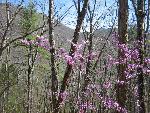 Redbud in bloom
