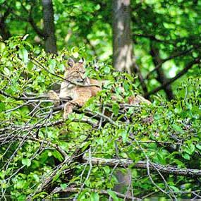 bobcat at rest in tree