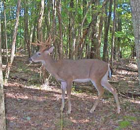 10 point buck