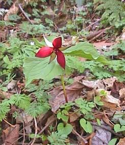 Wake-robin Trillium, a red wildflower with three pedals.