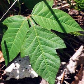 Poison Ivy