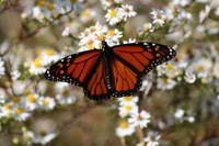 Monarch butterfly on Lovells Island