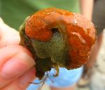 Sea Squirt