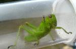 Captured Grasshopper