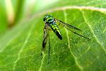 A Fly Rests on a Leaf