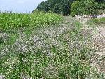 Seaside Lavender