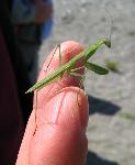 Praying Mantis