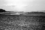 Lovells Island Tidepools
