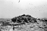 Sheep Island, Shorebirds