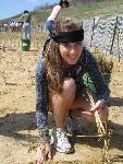 Planting Stems