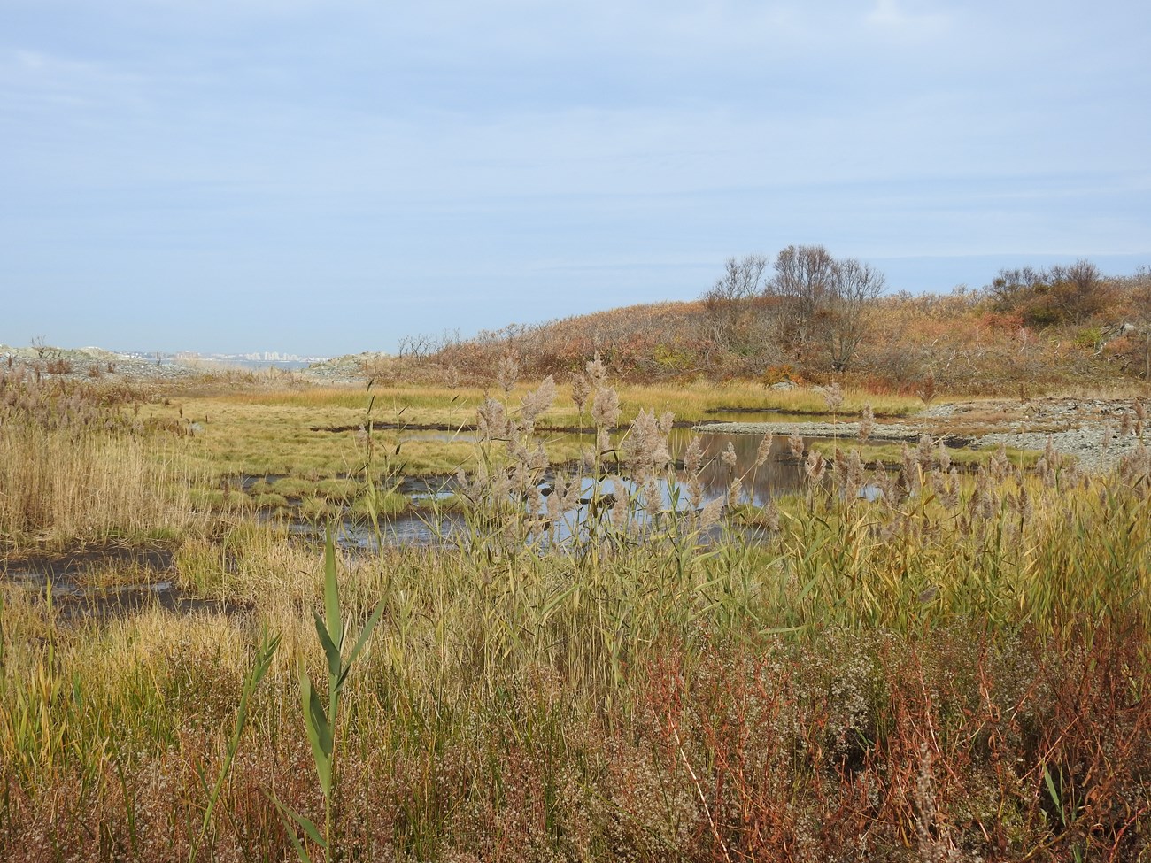 marshland with tall and short grass