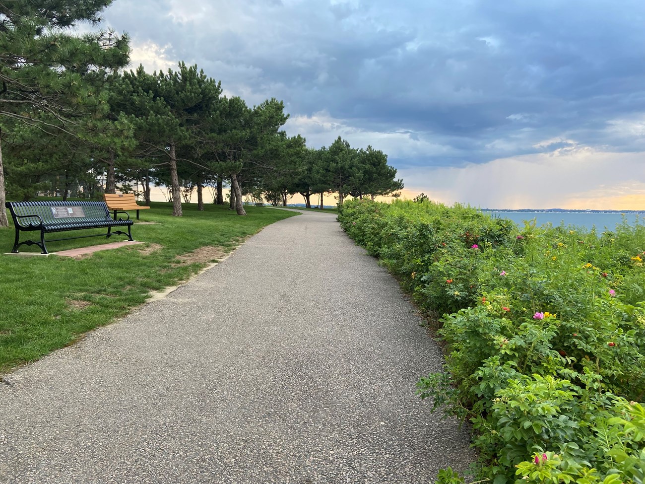A paved path with benches on the left and flowering bushes to the right.
