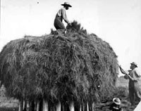 Workers on salt marsh haystack