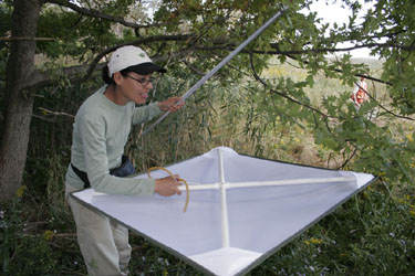 ATBI field collection with beating sheet